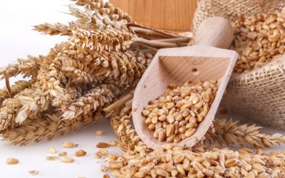 Польська компанія шукає українських постачальників фуражного та продовольчого зерна